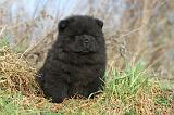 CHOW CHOW 222